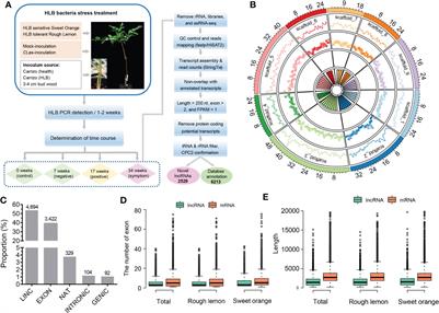 Role of long non-coding RNA in regulatory network response to Candidatus Liberibacter asiaticus in citrus